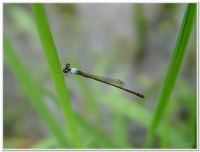 蜻蜓-白粉細蟌(Agriocnemis femina oryzae)