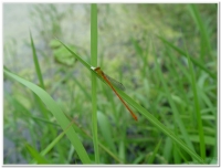 蜻蜓-紅腹細蟌(Ceriagrion auranticum ryukyuanum )