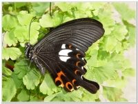 蝴蝶-白紋鳳蝶(Papilio helenus fortunius)