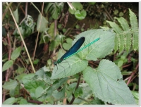 蜻蜓-白痣珈蟌(Matrona cyanoptera )