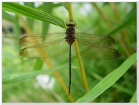 蜻蜓-纖腰蜻蜓(Zyxomma petiolatum )