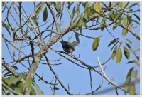 珠頸斑鳩(Streptopelia chinensis chinensis)